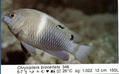 Chrysiptera biocellata
